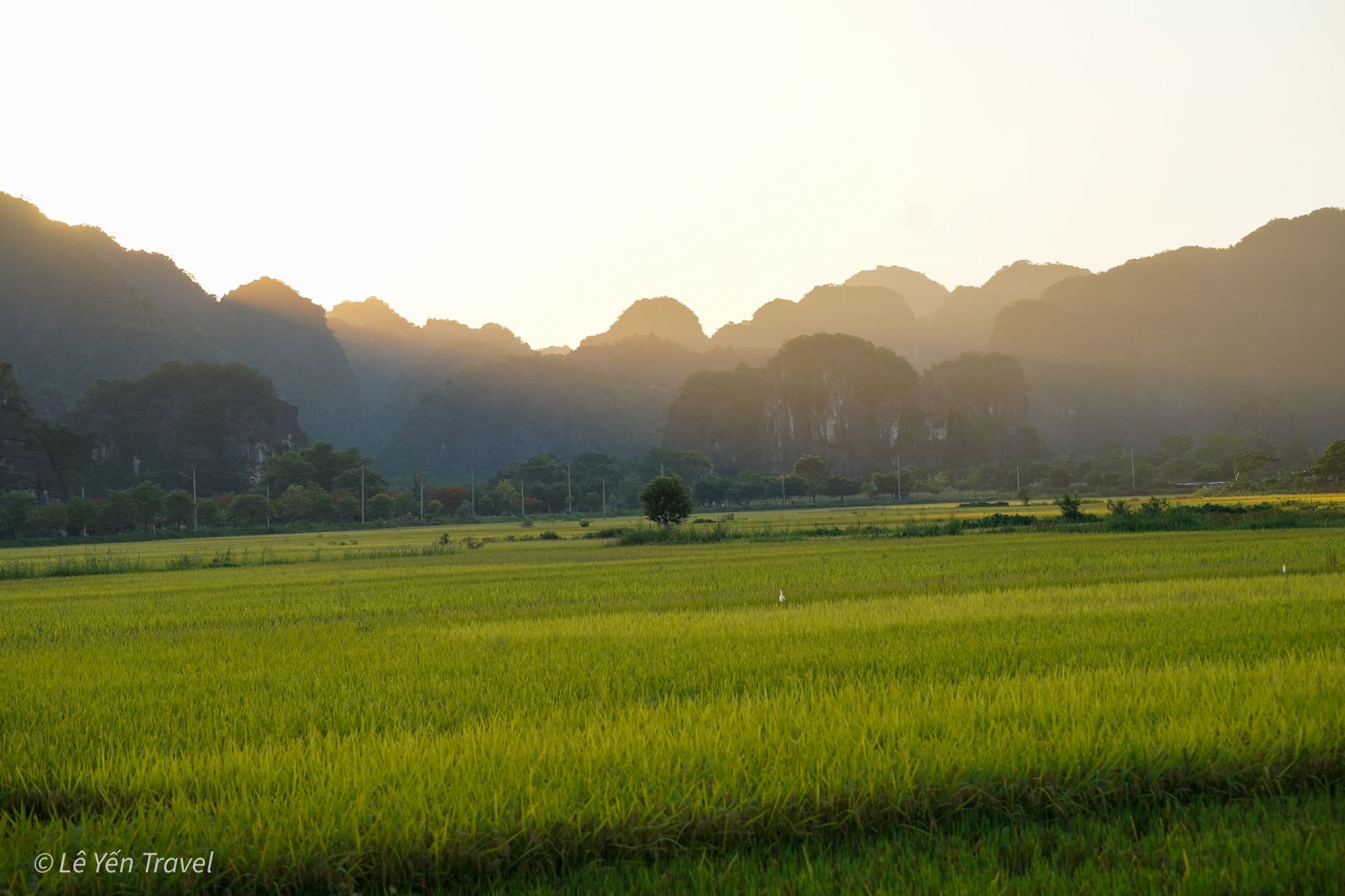 tam_coc_mua_vang_ninh_binh